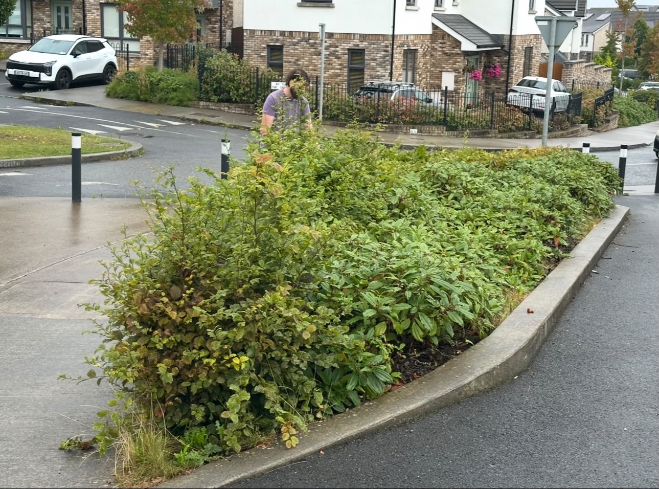 Clearing the overgrown bed at the junction