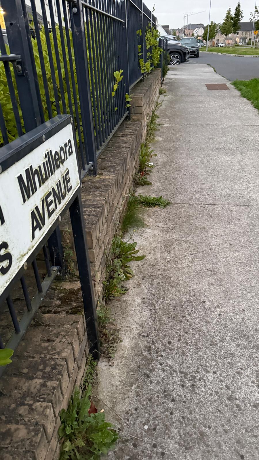 Weeds along the wall on Miller's Avenue — a job for all of us
